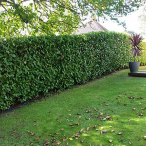 Hedge Cutting Rushden Hedge Cutting Rushden